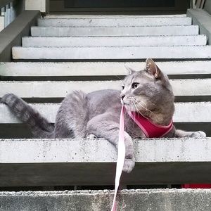 Meet your Posher, Angel